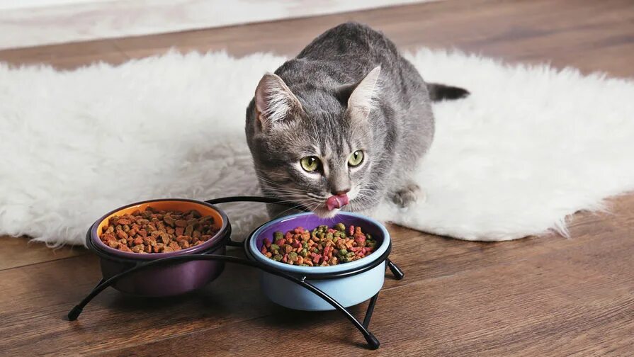 Best low Carb Cat Food 2022 - Best Cat Foods Advisor Зоомагазин