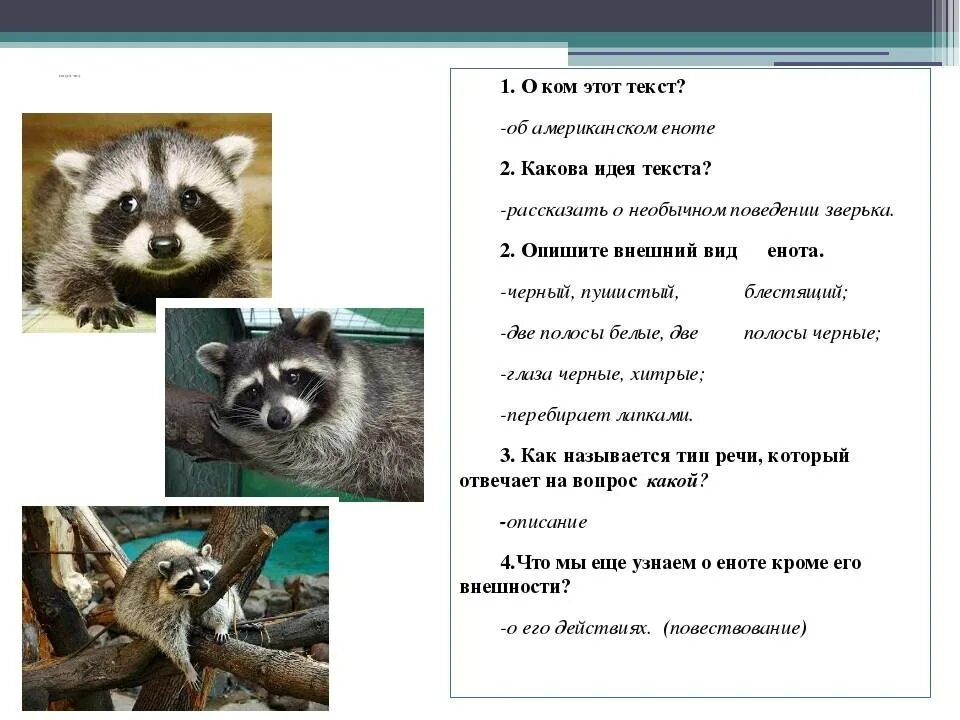 Енот количество звуков. Енот классификация животного. Енот описание. Внешний вид енота описание. Енот для презентации.