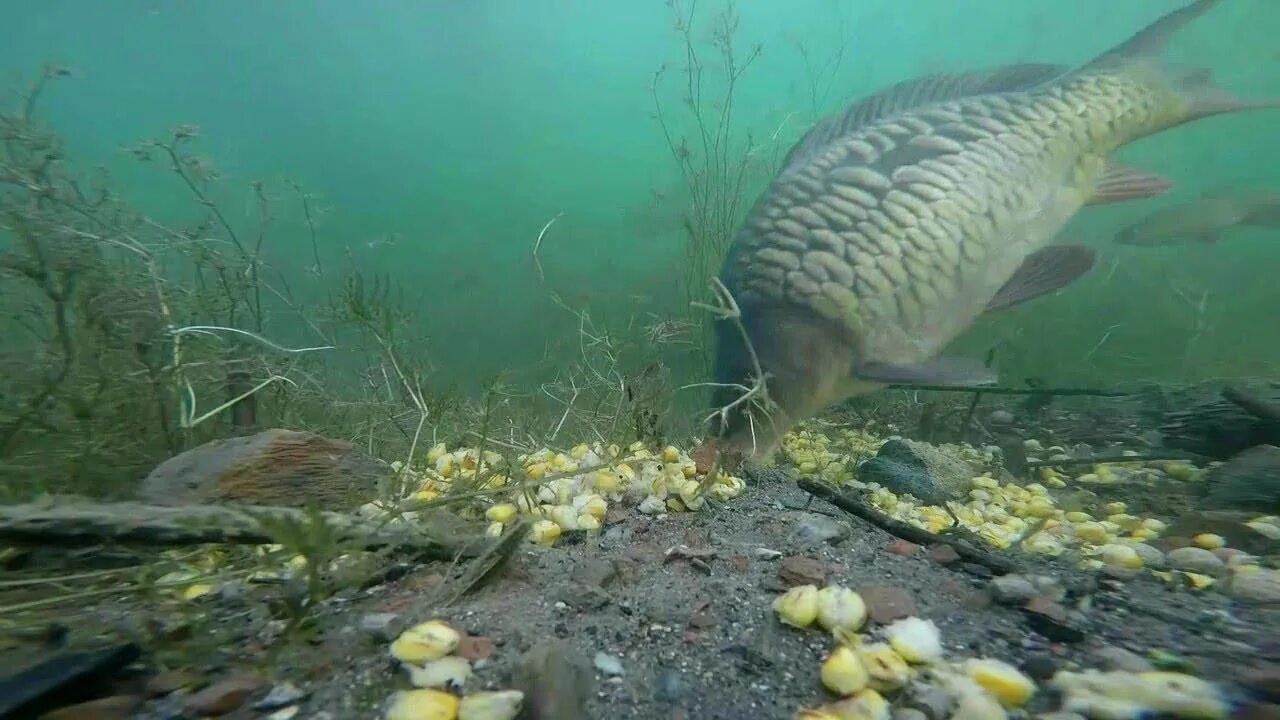 Карась среда обитания водная