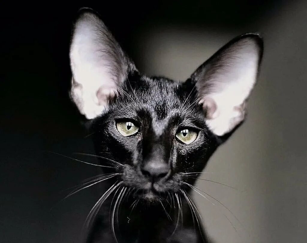 Рассмотрите фотографию кошки породы ориентальная и выполните. Черный ориентальный кот. Порода кошек Ориентал. Ориентальная короткошерстная. Коты ориенталы грузины.