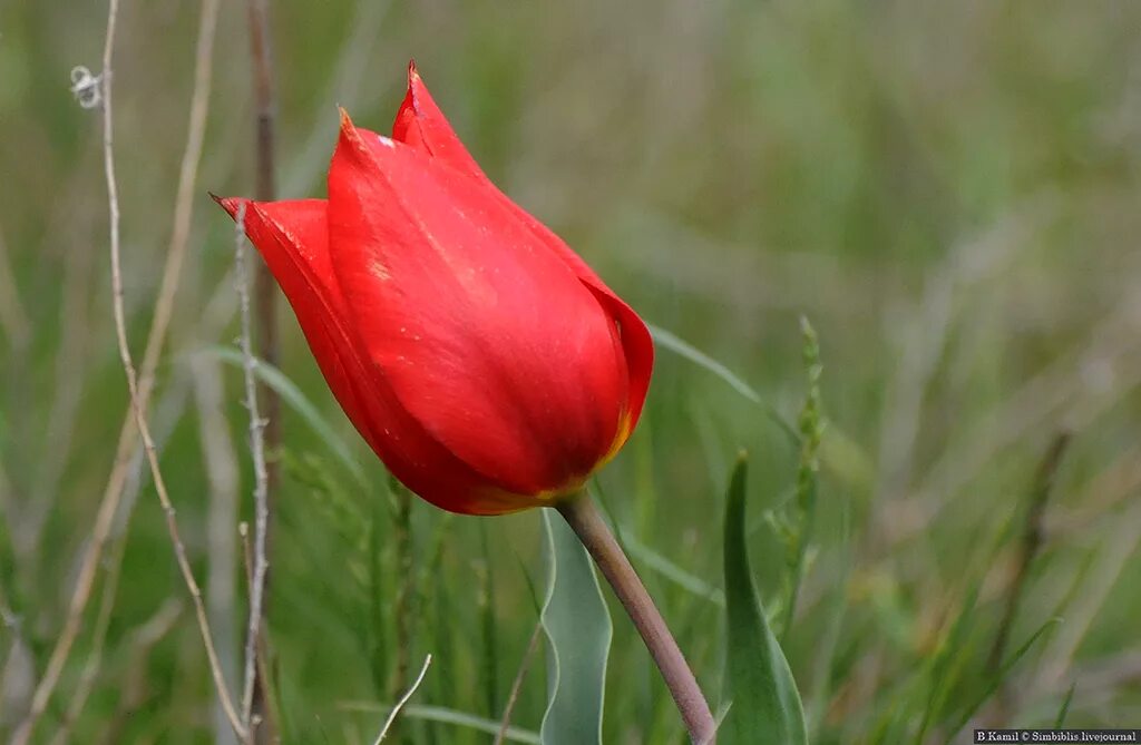 Калмыкия цветение тюльпанов 2024. Тюльпаны в степи Калмыкии. Тюльпаны степные Калмыкия Калмыкия. Калмыцкий желтый тюльпан. Степные тюльпаны.