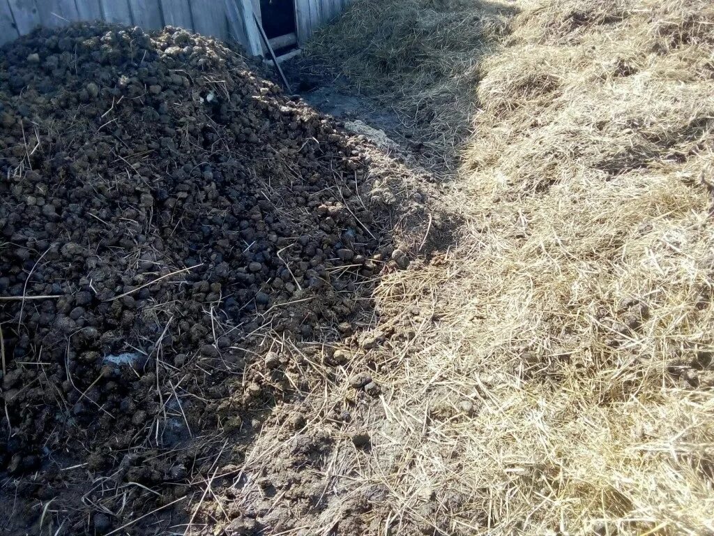 Конский перегной. Конский навоз рассыпью.. Конский перегной ООО "подворье. Перегной в Толмачевском Совхозе. Включи навоз