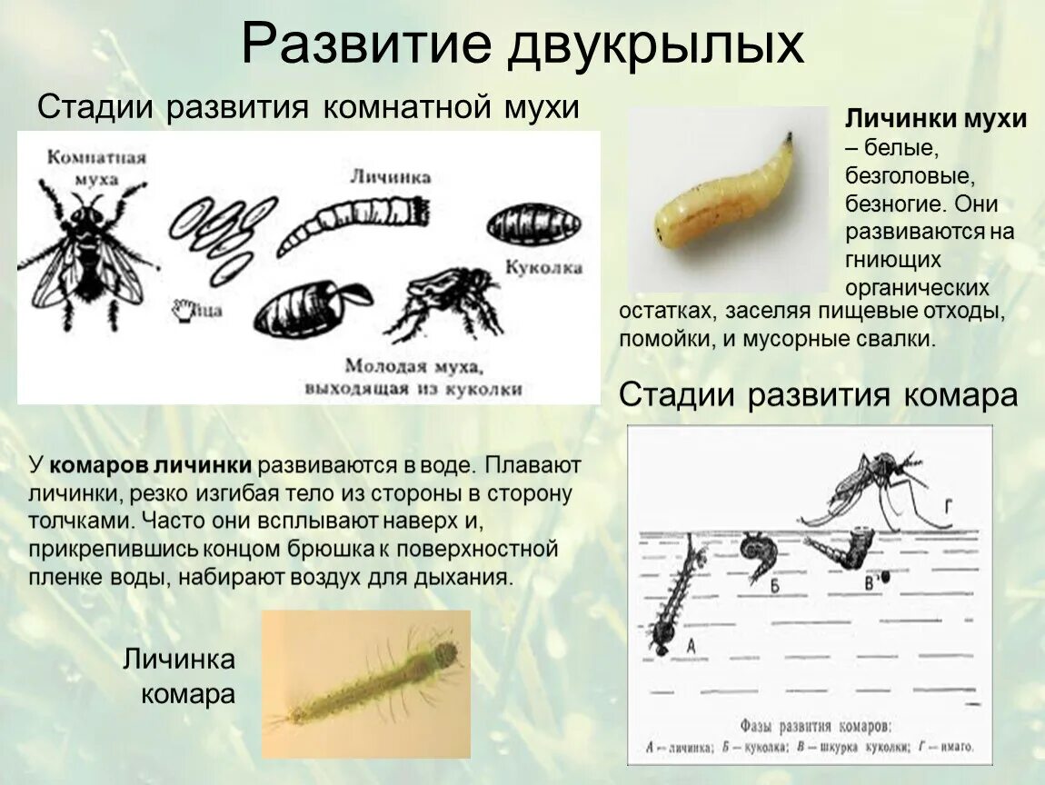 Цикл развития двукрылых насекомых. Личинки двукрылых цикл развития. Тип превращения двукрылых. Цикл развития Двукрылые схема.