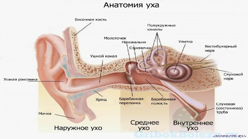 Что делать если сильно болит ухо внутри