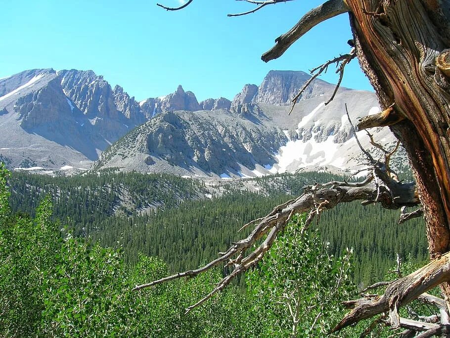 Штат Невада. Горы Невады. Вершины деревьев. Лес в Неваде. Везде работа на горах в долинах рощах