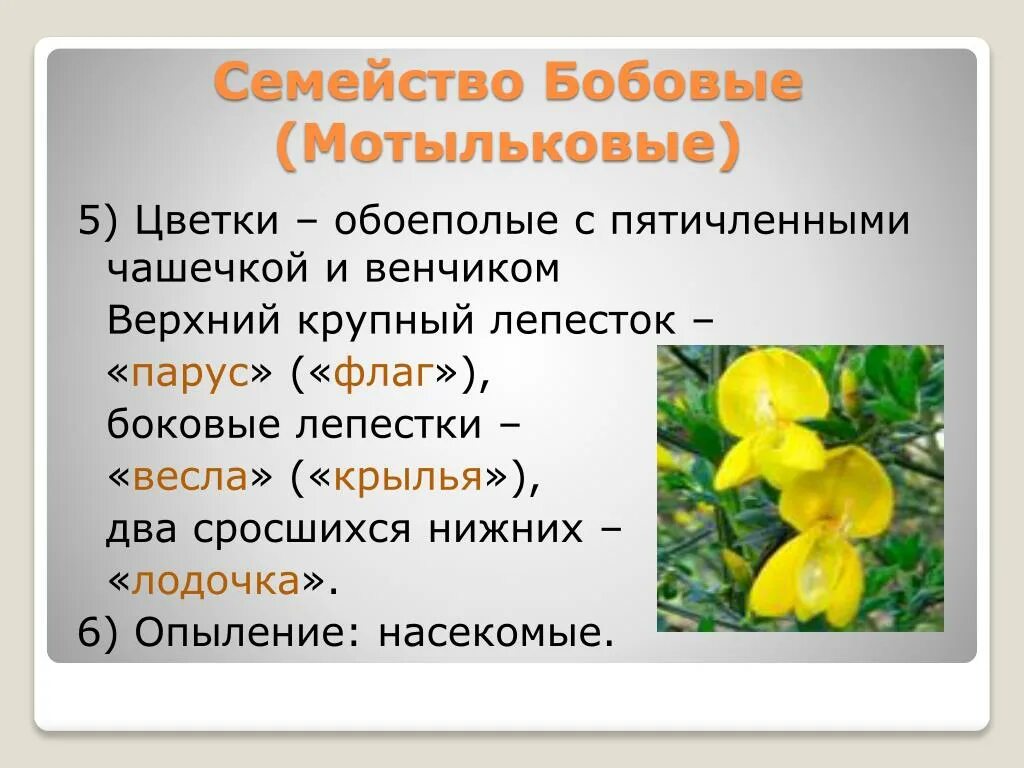 Семейство Мотыльковые бобовые. Семейство бобовые опыление. Семейство Мотыльковые представители. Бобовые Мотыльковые растения. Формула цветка семейства мотыльковые бобовые