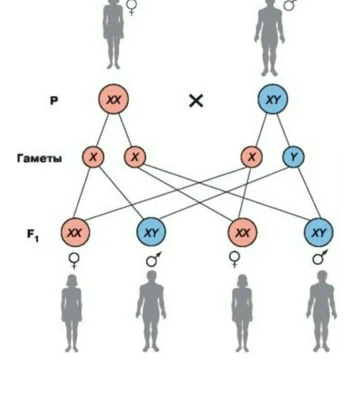 Хромосомное определение пола у человека схема. Генетика пола, половые хромосомы. Генетическая схема хромосомного определения пола у человека. Генетика пола схема.