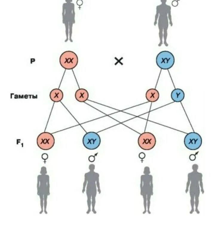Пол человека пол цены. Хромосомное определение пола у человека схема. Генетика пола, половые хромосомы. Генетическая схема хромосомного определения пола у человека. Генетика пола схема.