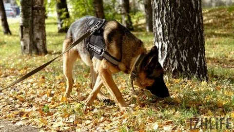 Преследование без собаки