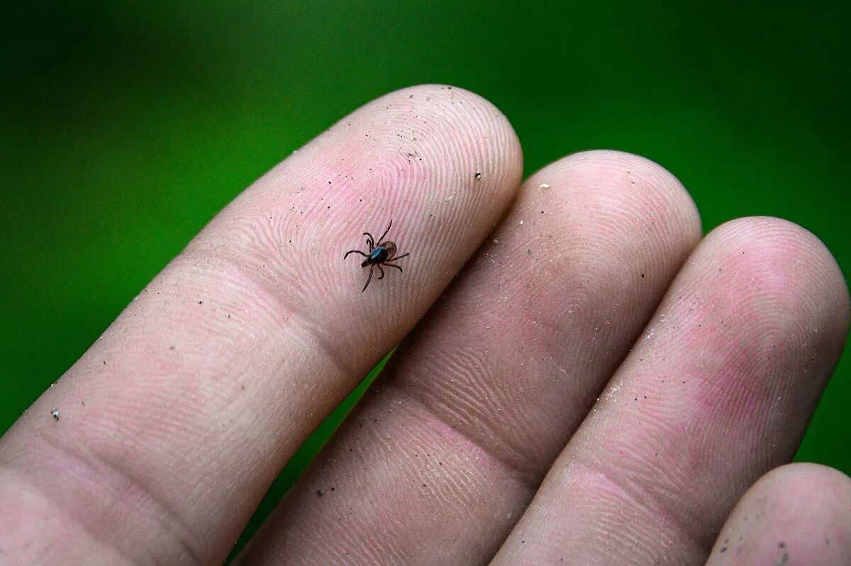 Как выглядит маленький клещ. Маленькое насекомое кусается. Мелкие кусачие насекомые.