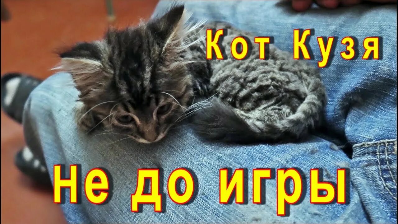 Кузя помнеш. Кот кузя. кот кузенька. котенок кузя. кот кузя мем.