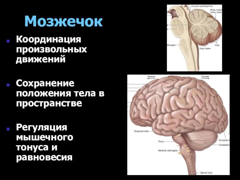 Мозжечок мозг функции. Функции мозжечка в головном мозге. Функциональные отделы мозжечка. Функция мозжечка в головном мозге человека.