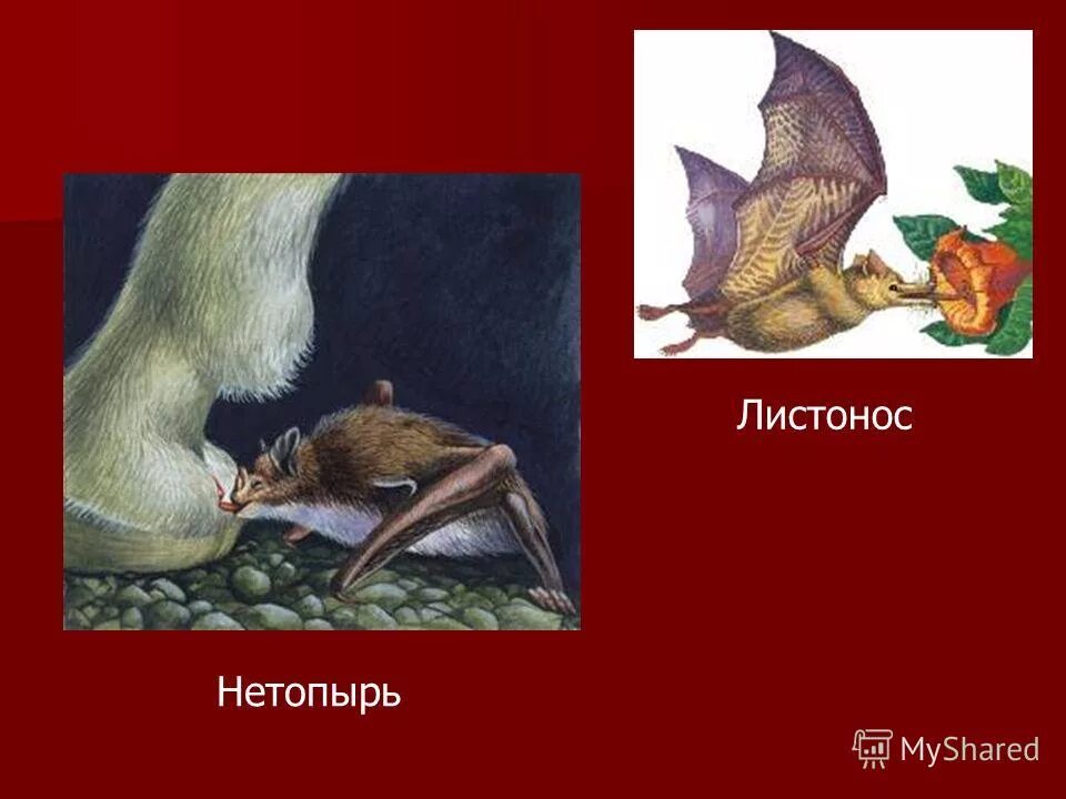 Нетопырь любовь грех. Нетопырь любовь грех. Летучая мышь арт. Летучая мышь арт. Летучая мышь сказочная.