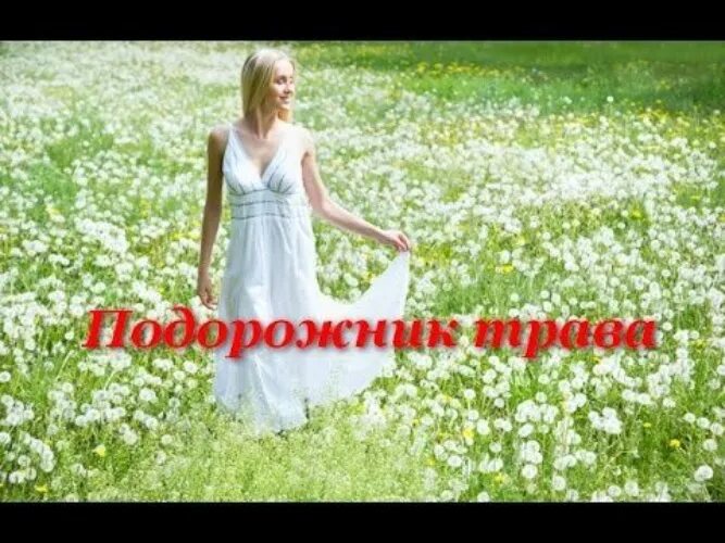 Подорожник лекарственное растение. Подорожник трава музыка. Подорожник трава на гитаре. Подорожник трава польза и вред. Подорожник трава ноты.
