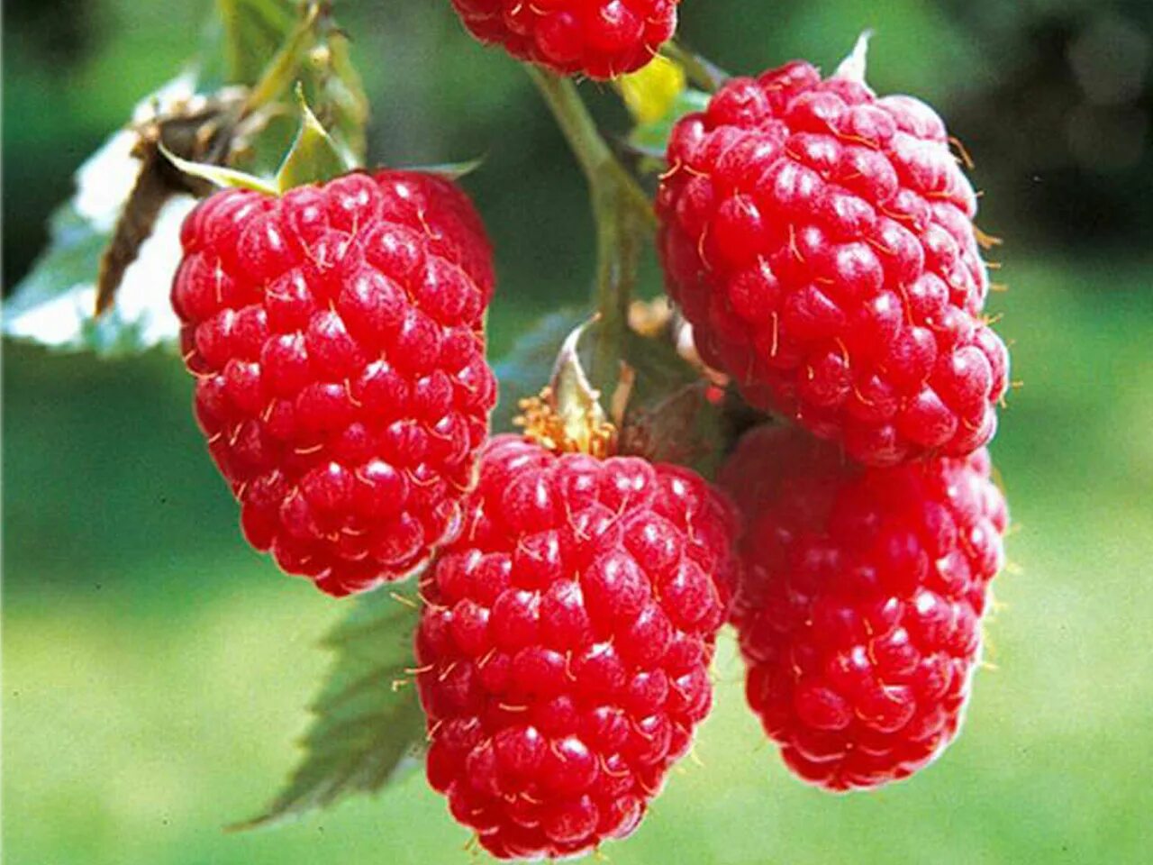 Сухофрукты малина. Сорт малины ремонтантной брусвяна. Цветок малины. Малина таруса малиновое дерево. Малина 22.