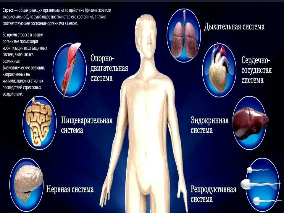 Реакций организма на влияние. Влияние стресса на организм. Реакция организма на стресс. Влияние стресса на тело человека. Влияние стресса на человеческий организм.