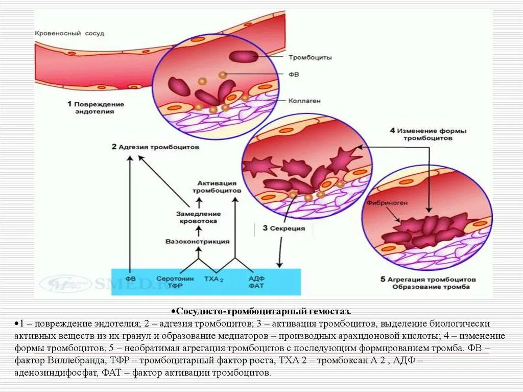 Тромбоцитах делают операцию. Схема адгезии тромбоцитов. Механизм адгезии тромбоцитов. Сосудисто-тромбоцитарный и коагуляционный. Агрегация тромбоцитов схема.