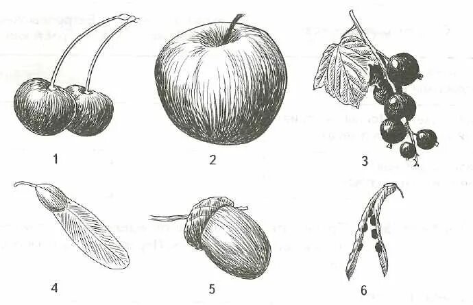 Коробочка стручок Зерновка семянка. Односемянные сухие плоды 6 класс. Семянка коробочка Зерновка ягода. Сочные односемянные плоды рисунок. Разные типы плодов