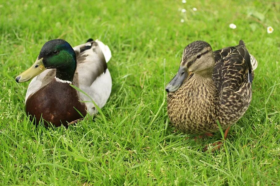 Get ducks. Утка кряква самец. Кряква половой диморфизм. Селезень. Оперение утки.