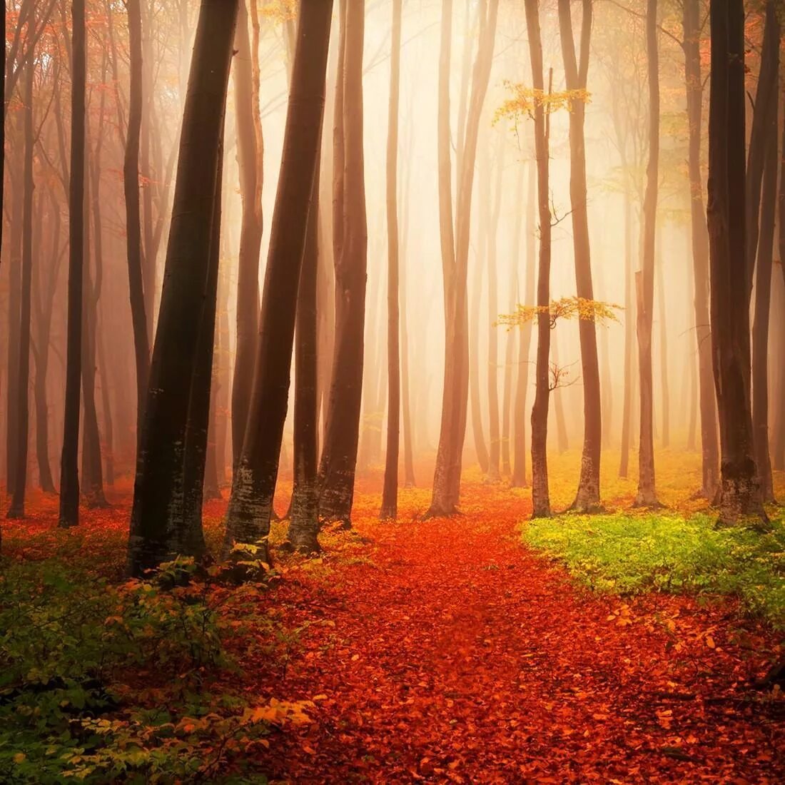 Autumn live