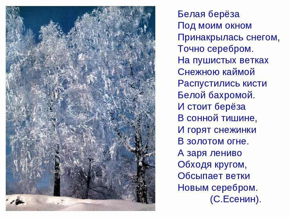 Кто написал заколдован. Стихотворение про березу белая береза под моим окном. Стихотворение белая береза под моим окном Принакрылась. Белая берёза под моим. Стихи про зиму.