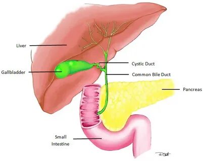 Gallbladder formula