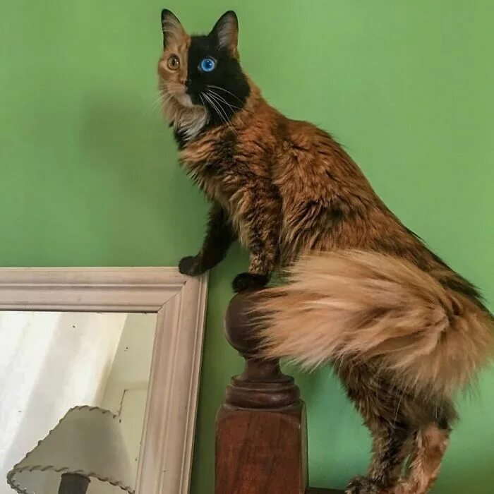 WATCH: Venus, The Black-And-White Chimera Cat, Goes Viral Pretty cats, Cats, Rar