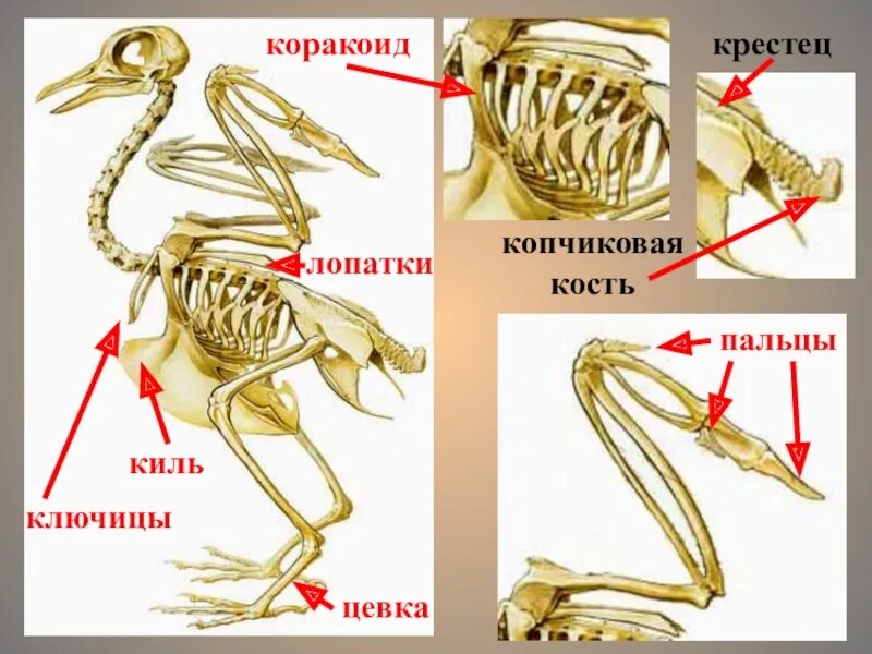 Секрет копчиковой железы птиц. Скелет птицы цевка. Скелет птицы киль. Коракоид у птиц. Строение костей птиц.