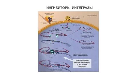 Ново ингибитор