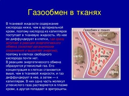 Что происходит при тканевом газообмене