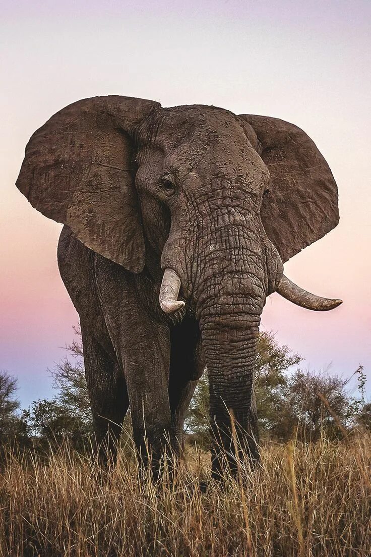 Really big #elephant / really small #giraffe? huge_elephant Elephant, Elephants 