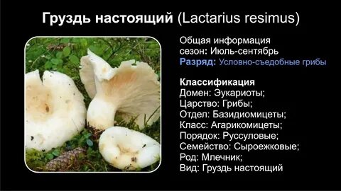 Груздь какой род