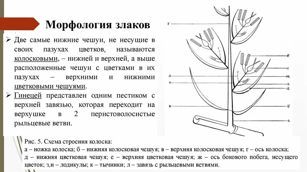 На рисунке представлены несколько самых нижних уровней