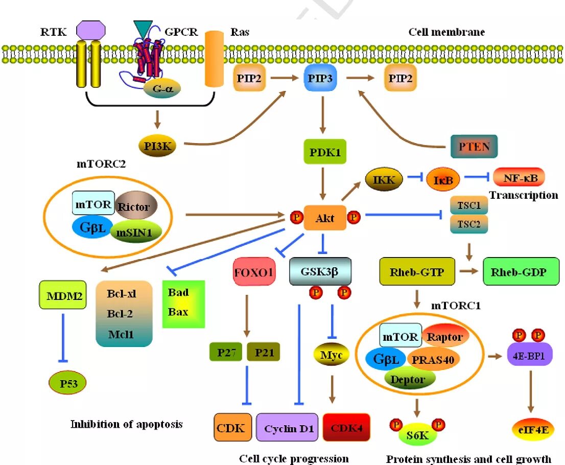 Сигнальный путь pi3k/Akt/MTOR. Pi3k/Akt. Pi3k Pathway. Pi3k путь. 3.3 k