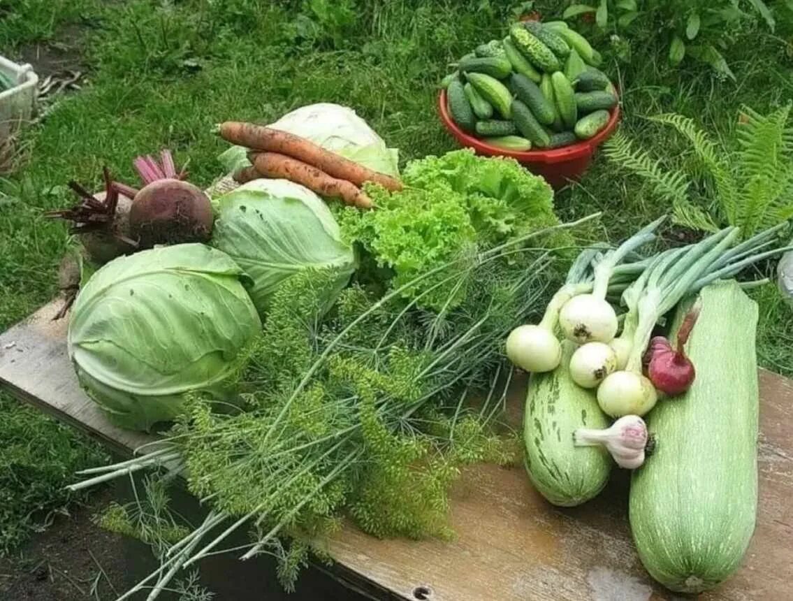 Овощи выращенные летом. Овощи в саду. Овощи на грядке. Овощи и фрукты с огорода. Огород урожай.