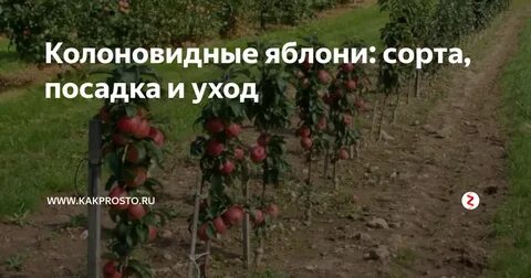 Какие яблони посадить