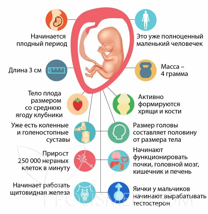 Размер эмбриона на 10 неделе беременности. Ребёнок на 10 неделе беременности. Какой размер ребенка в 10 недель. 10 Недель беременности размер. 34 недель что происходит с малышом