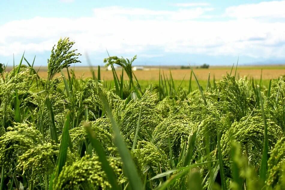 Просо (Panicum miliaceum). Поле просо Ливны. Просо сорнополевое сорняк. Чумиза поле. Особенности проса