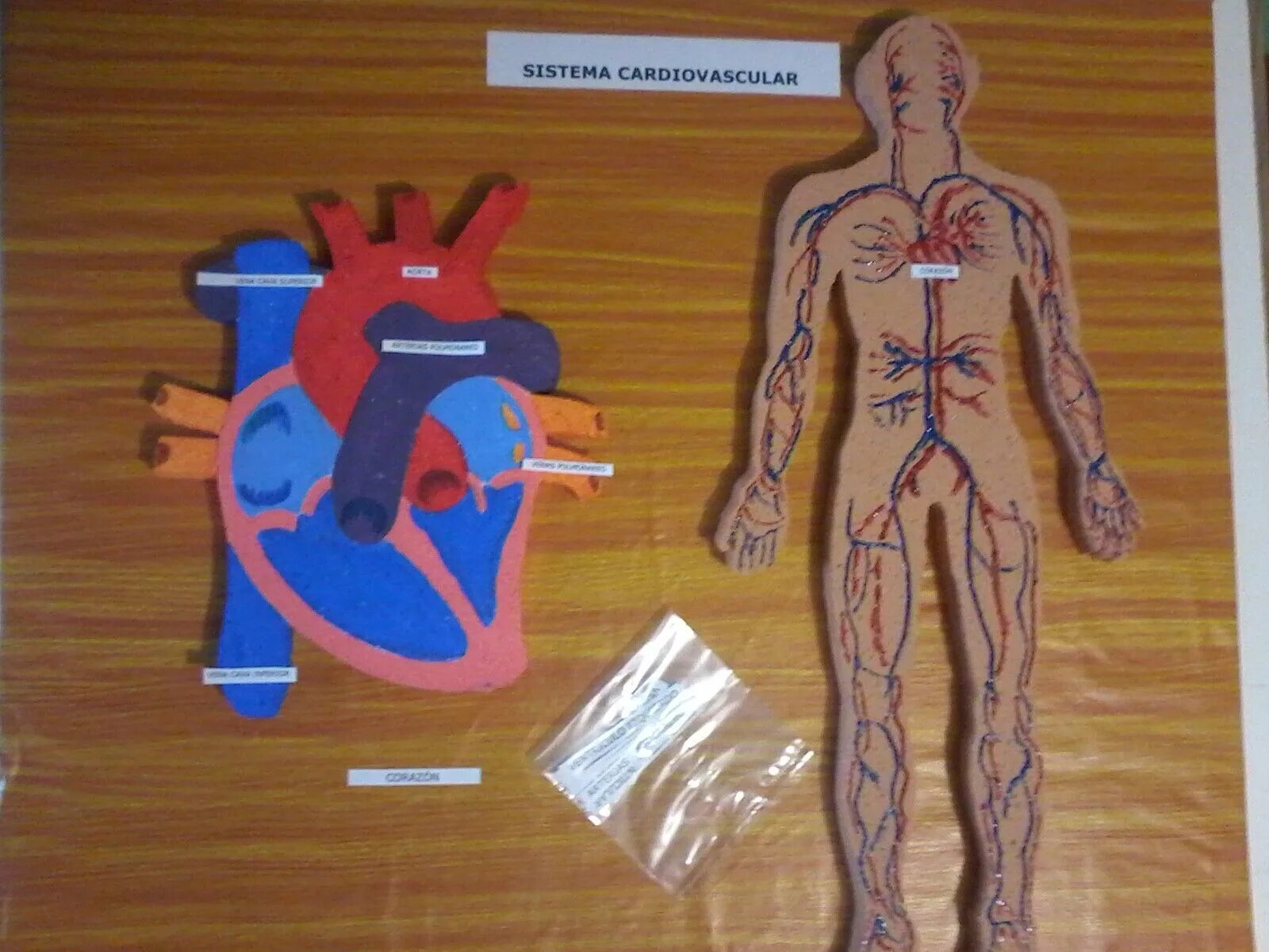 Макет строения внутренних органов человека. Макет тела человека с органами для детей. Макет человека анатомия для детей. Поделки по анатомии. Макет строения человека органы.