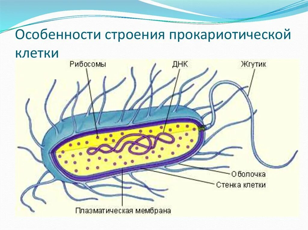 Микроорганизмы прокариоты. Строение прокариотической бактериальной клетки. Строение бактериальной клетки прокариот. Строение клетки прокариот бактерии. Царство прокариотической клетки.