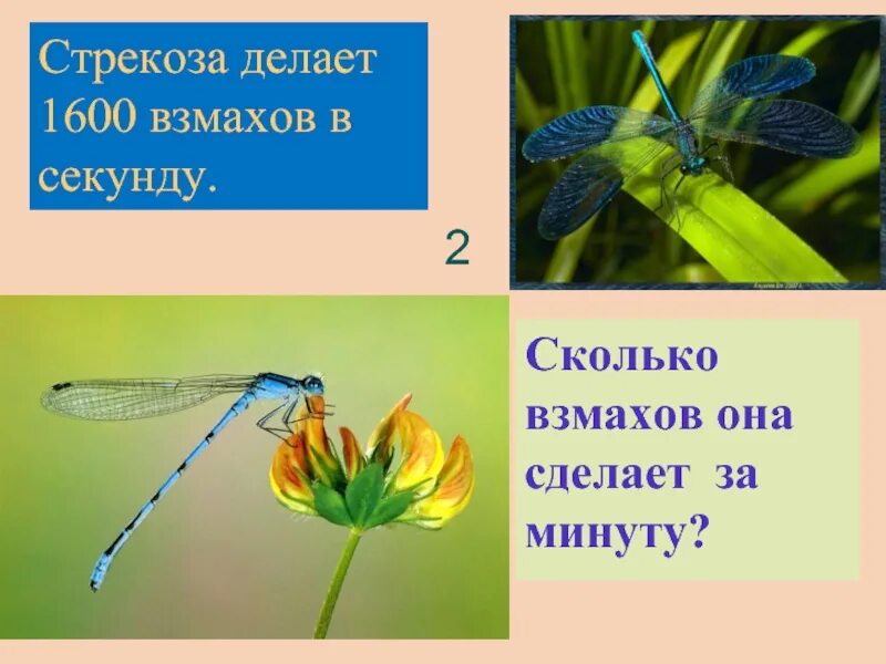 Задача про стрекозу. Скорость Стрекозы. Сколько делает Стрекоза взмахов в 1 минуту. Сколько взмахов в минуту делает Колибри. Сколько взмахов в секунду делает