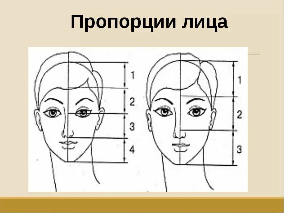 Портрет пропорции