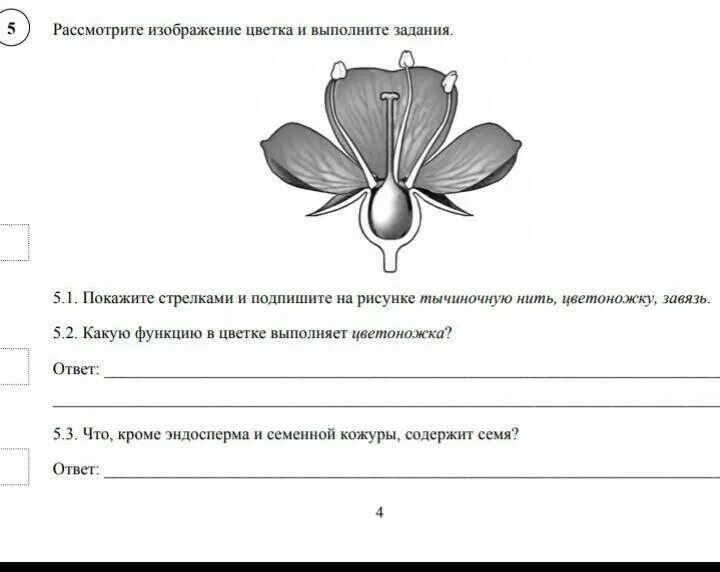 ВПР по биологии за 6 класс рассмотрите изображение цветка. ВПР по биологии 6 класс Пасечник. ВПР по биологии 6 класс с ответами. ВПР по биологии 6 класс 2022 год с ответами. Биология впр 5 класс банникова ответы 2024