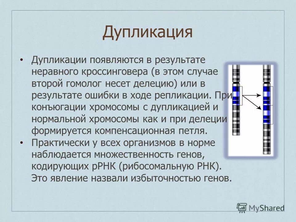 С изменением структуры хромосом связаны. Дупликация хромосом. Дупликация генов.