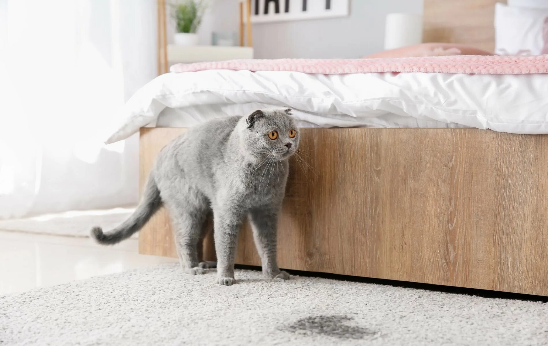 Кошка гадит на кровать что делать. Кот в квартире. Кот метит диван. Квартирный котик. Кот пакостит.