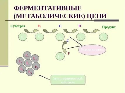 Ферментативную запасающую энергетическую