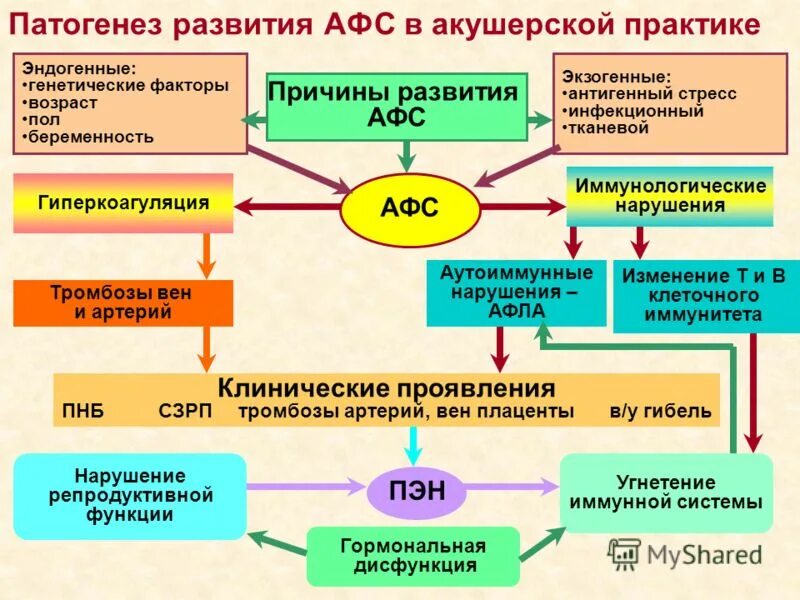 Афс синдром что это такое. Антифосфолипидный синдром иммунология. афс синдром механизм заболевания. антифосфолипидный синдром патогенез. этиология антифосфолипидного синдрома.
