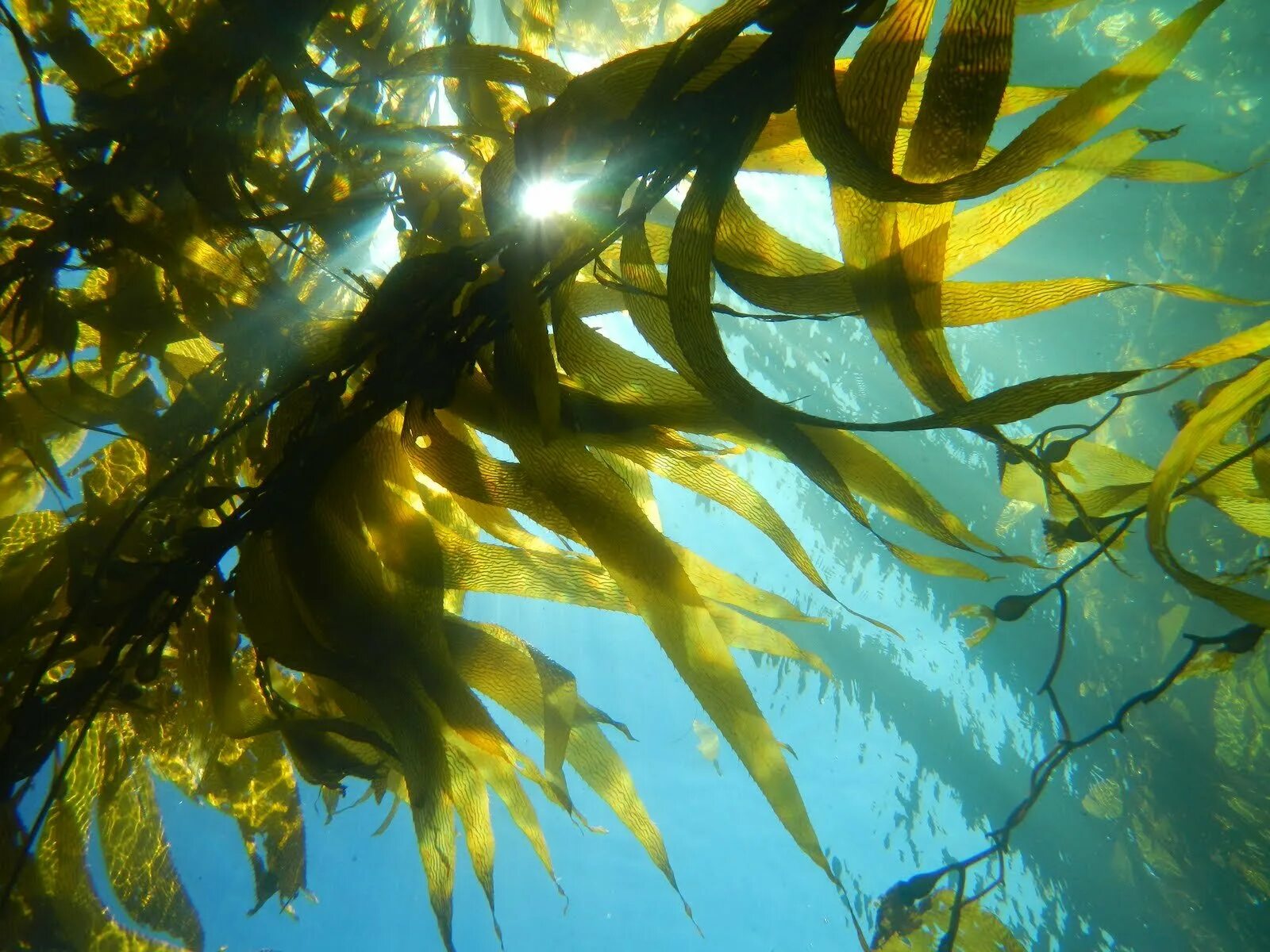 Бурые водоросли нуждаются в солнечном свете. Морские водоросли ламинария. Бурые водоросли ламинария. Водоросли келп ламинариевые. Морской ламинария бурая водоросль.