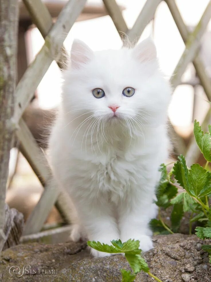 Deutsch Langhaar von Sinthari White fluffy kittens, Fluffy kittens, Fluffy cat