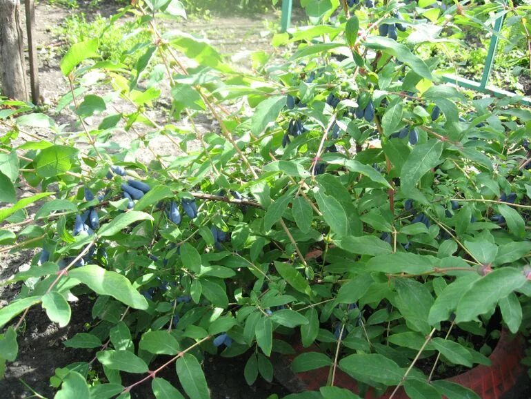 Жимолость голубое веретено. Почему плохо растет жимолость. Почему плохо растет жимолость. Почему плохо растет жимолость. Почему плохо растет жимолость.